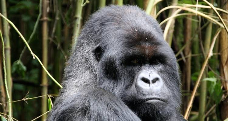 Rwanda