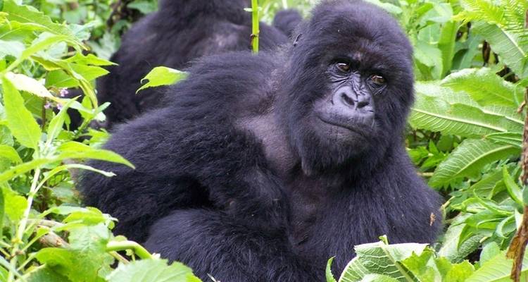Uganda