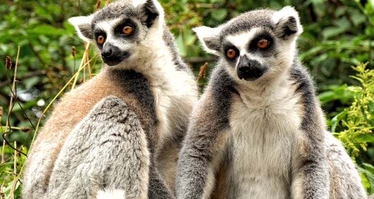 Madagascar