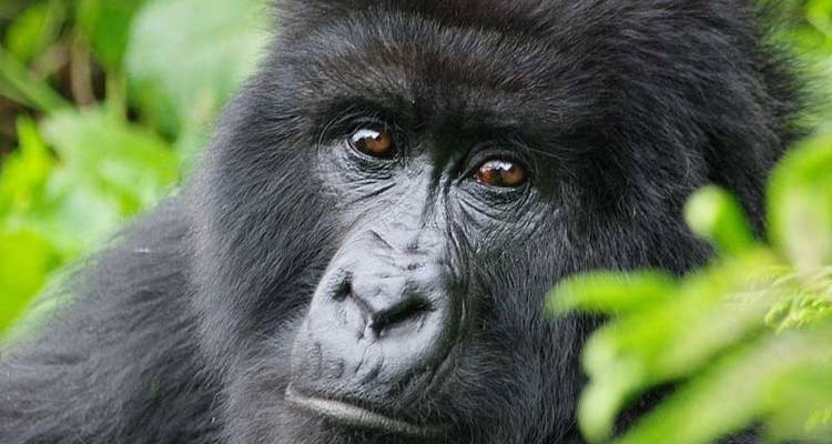 Rwanda