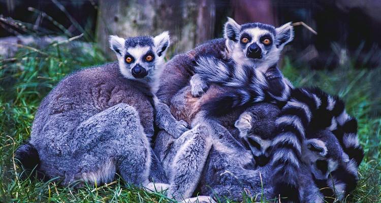 Madagascar