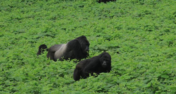Uganda