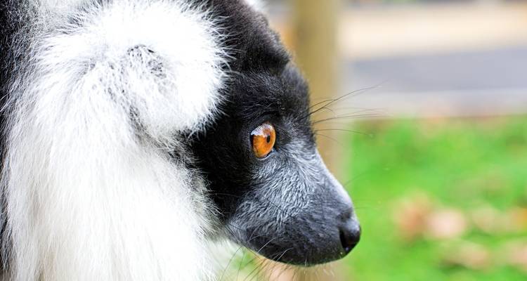 Madagascar