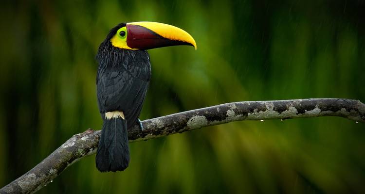Central America