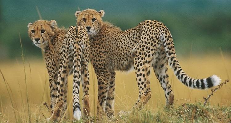 East Africa