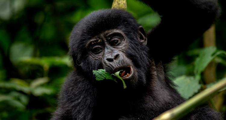 Rwanda