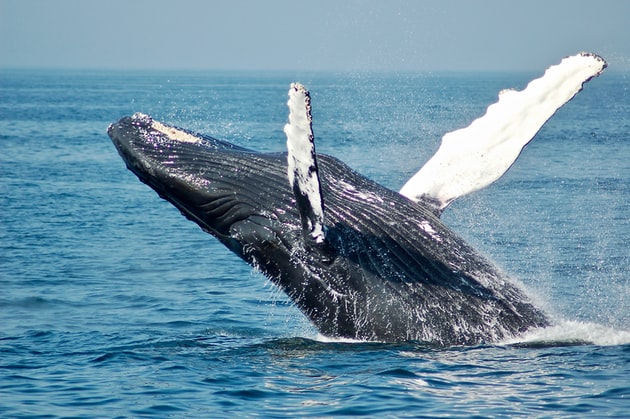 The Boston Harbor & Whale Watching
