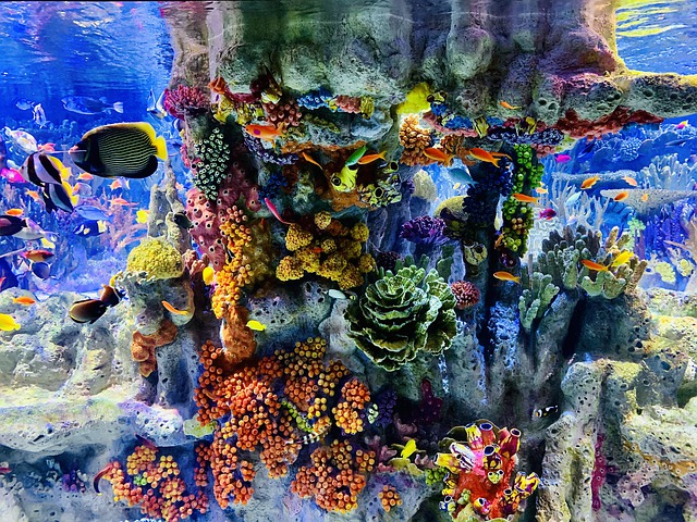 New England Aquarium
