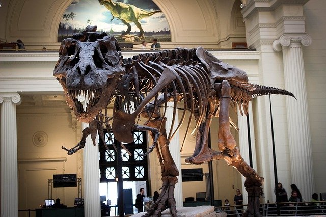 The Field Museum of Natural History