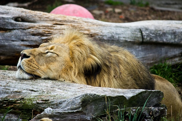 Photo of San Francisco Zoo